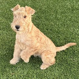 Lakeland Terriers from KesLake Kennel