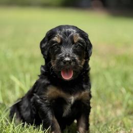 Sandbar - Phantom male Bernedoodle puppy in Montverde, Florida from Central Florida Bernedoodles