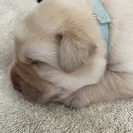 Labrador Retriever Puppies from Walker Hill Labradors