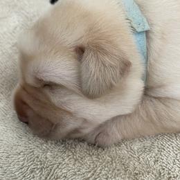 Labrador Retriever Puppies from Walker Hill Labradors