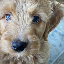 Goldendoodle Puppies from Beck Kennel