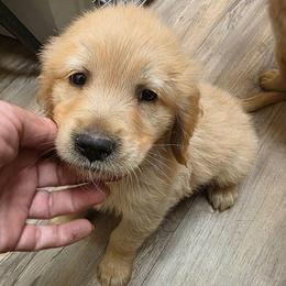 Boy 5 (brown collar) - Golden male Golden Retriever puppy in Lawtey, Florida from Rise and Shine Goldens