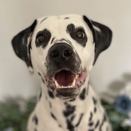 Dalmatians from O’Ceallaigh Dalmatians