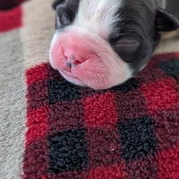 Tweety - Brindle and white female Boston Terrier puppy in Kansas City, Missouri from Boston's Boston Terriers AKC