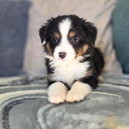 Smoke - Black tri male Miniature Australian Shepherd puppy in Killen, Alabama from Wilkers Wholehearted Mini Aussies