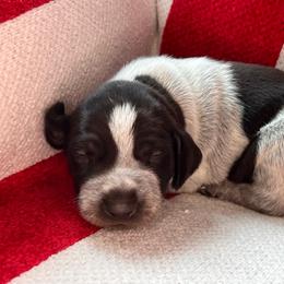 Revere - Liver roan male German Shorthaired Pointer puppy in Dugspur, Virginia from Pilgrims Trails Shorthairs
