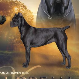 Dream - Cane Corso