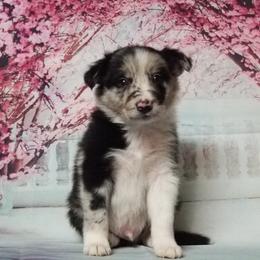 Border Collie Puppies from Borderline Kennels