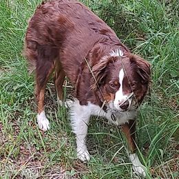 Dehlia - Miniature Australian Shepherd