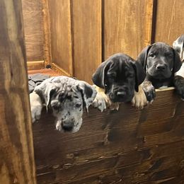 Great Dane Puppies from Sovereignty Woods Great Danes