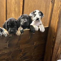 Great Dane Puppies from Sovereignty Woods Great Danes