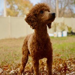 Cavapoos, Cockapoos, and Poodles from KDK Missouri Miniature Poodles