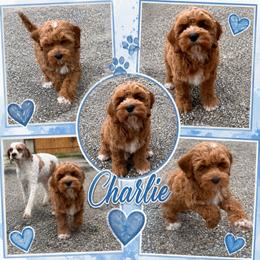 Charlie - Red male Cockapoo puppy in Holton, Indiana from MoonShine Babies