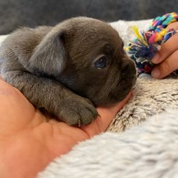 French Bulldog Puppies from Rock N Franchise