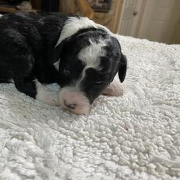Orange - Black and white male Aussiedoodle puppy in Spring Hill, Tennessee from Duke's Mini & Toy Australian Shepherds & Aussiedoodles