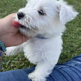 West Highland White Terrier Puppies from Amazing Grace Westies