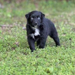 Jenga - Black & white female Australian Shepherd puppy in Argyle, Iowa from Country Time Kennels