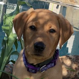 Labrador Retrievers from Puppies Unleashed