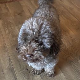 Cowboy - Goldendoodle