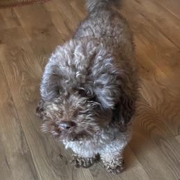 Cowboy - Goldendoodle