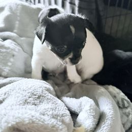 AKC BOY 2 - Black and white male Chihuahua puppy in Anoka, Minnesota from Anoka County MN AKC Chihuahuas