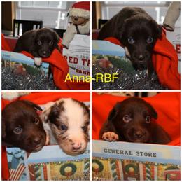 Australian Shepherd Puppies from Not Of This World Australian Shepherds