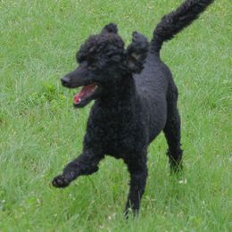 Flo - Poodle