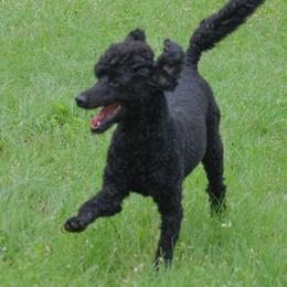 Flo - Poodle