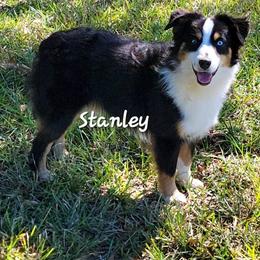 Stanley - Black tri male Miniature Australian Shepherd puppy in Waxhaw, North Carolina from Cane Creek Aussies