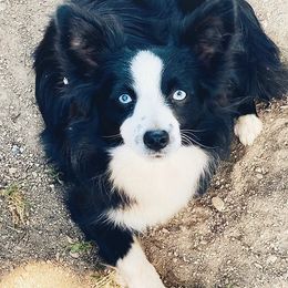 Miniature Australian Shepherds and Toy Australian Shepherds from Deep River Aussies