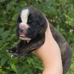 Rocket - Brindle male Boxer puppy in Billings, Missouri from Azaleas Euro Boxers & Boston Terriers