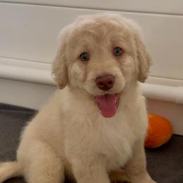 Beth - Cream female Goldendoodle puppy in Pensacola, Florida from Goldendoodles Love You in Pensacola Friend Edition