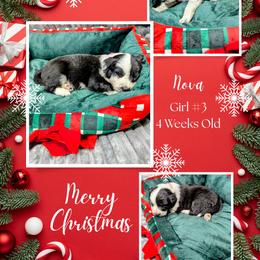 Australian Shepherd and Great Dane Puppies from AEW Farm