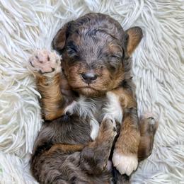 Tricolor merle male - Blue merle male Bernedoodle puppy in Crete, Illinois from Plum Valley Pups