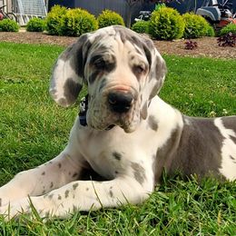 Great Danes from Heartfelt Danes