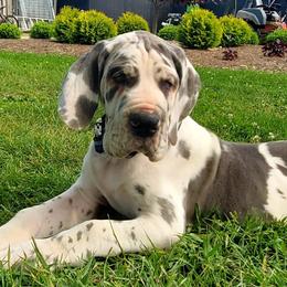 Great Danes from Heartfelt Danes