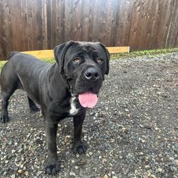 Boerboel All Grown Up from Cascade Boerboels