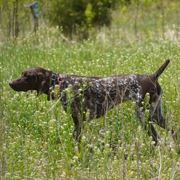 German Shorthaired Pointers from Blue Hill Gun Dogs