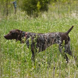 German Shorthaired Pointers from Blue Hill Gun Dogs