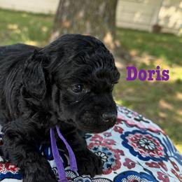 Doris - Phantom female Poodle puppy in Ardmore, Oklahoma from The Poodles of Green Acres