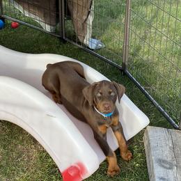 Doberman Pinscher Puppies from Jensen Dobermans