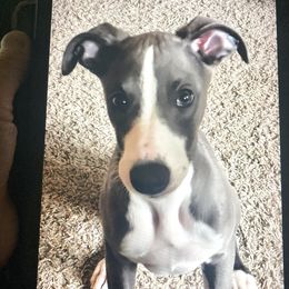 Berlin - Blue Whippet puppy in Katy, Texas from Texas Diamond Whippets