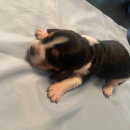 Boy 3 - Black white and brown male Basset Hound puppy in Woodruff, South Carolina from LONG EARS FARM AKC BASSET HOUNDS