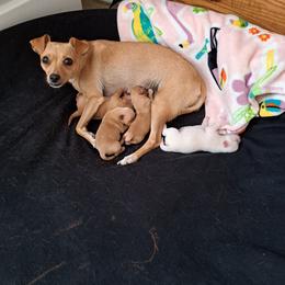 Chihuahua Puppies from Restoration Pups /Penni
