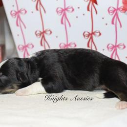 Arrow - Black tri-color male Australian Shepherd puppy in Ceres, California from Knight's Aussies