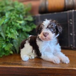 Baby Bear - Brown male Schnoodle puppy in Grove, Oklahoma from Grand Lake Poodles & Doodles