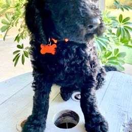 Goldendoodle Puppies from Country Care Pet Spa and Hotel, LLC