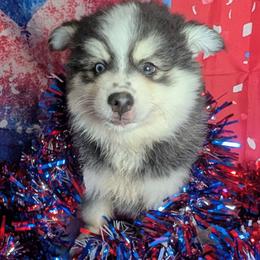 Falcon-1900 - Black and white male Pomsky puppy in Spring Hill, Florida from www.PuppyTimeEmporium.com