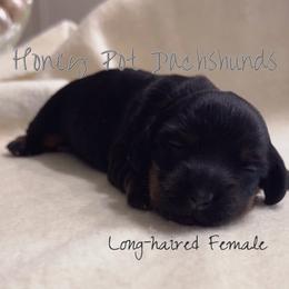Adelaide - Black and tan female Dachshund puppy in Glen Saint Mary, Florida from 🍯 Honey Pot Dachshunds 🐾