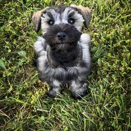 Miniature Schnauzer and Poodle Puppies from Crystal Rose Canines